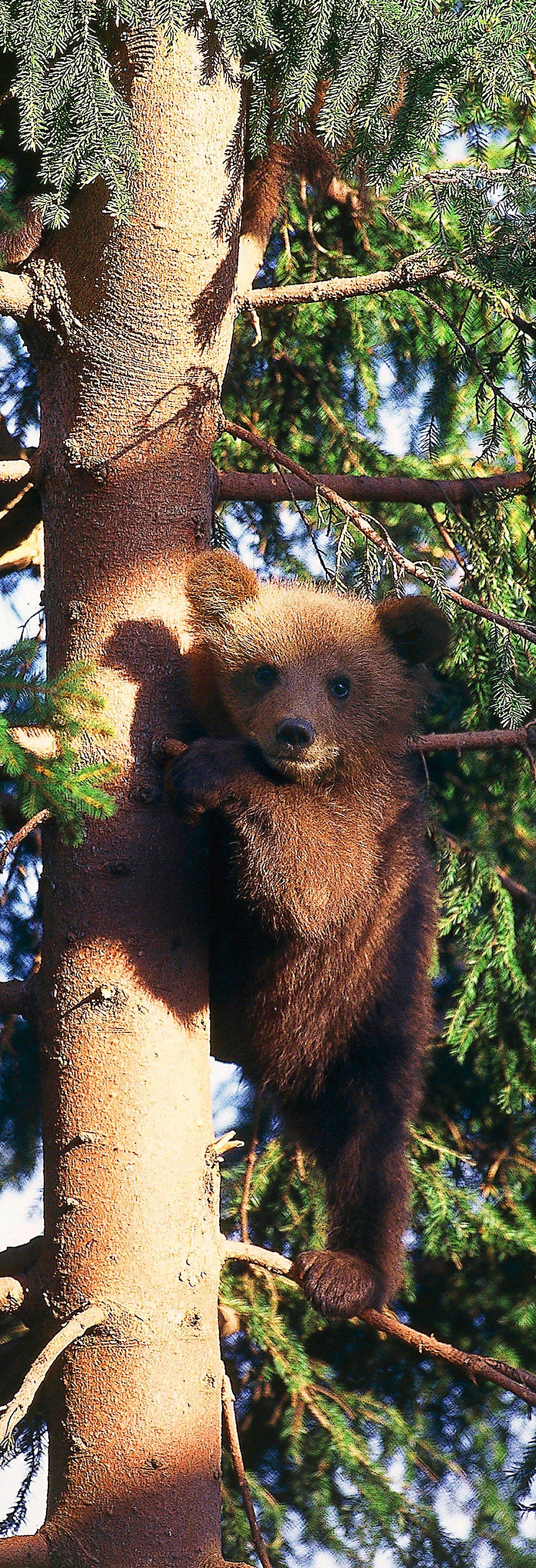 Björnungen Hedda, Järvzoo, Järvsö Den här kramgoa tjejen föddes på Järvzoo den 21 januari och är ett riktigt busfrö som tycker om att klättra i träd. Men mamma ­Lovisa håller ett öga på henne.