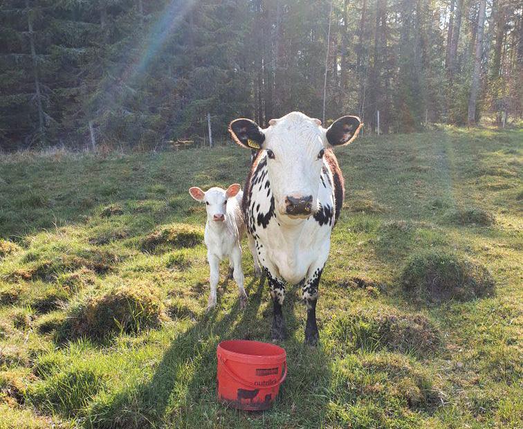 Fjällkon Elvira, 6, tillsammans med sin kalv.