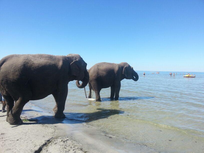 Två elefanter badar i Köpingsvik på Öland