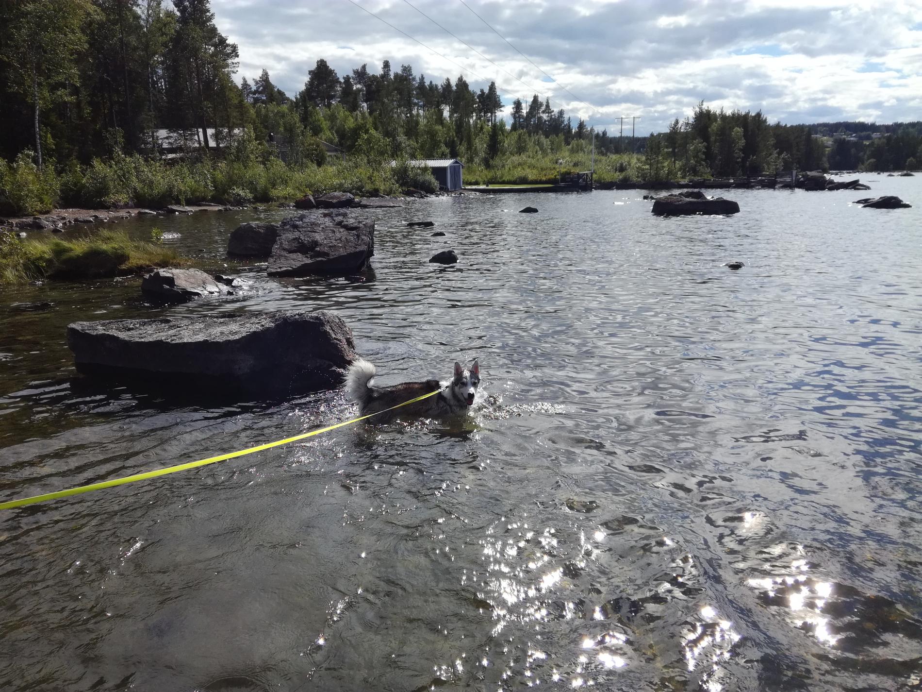 Anders skriver att hunden Kito inte räds ett dopp i Storsjön i Östersund, trots att det är 13 grader i luften och tio i vattnet. 