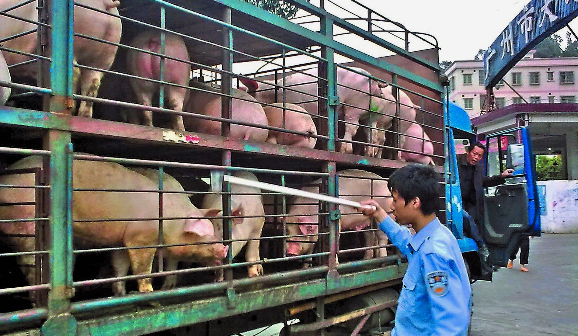 Kineserna älskar fläsk och har en stor grisindustri. Här är ett gäng på väg till slakt i Guangzhou i södra Kina.