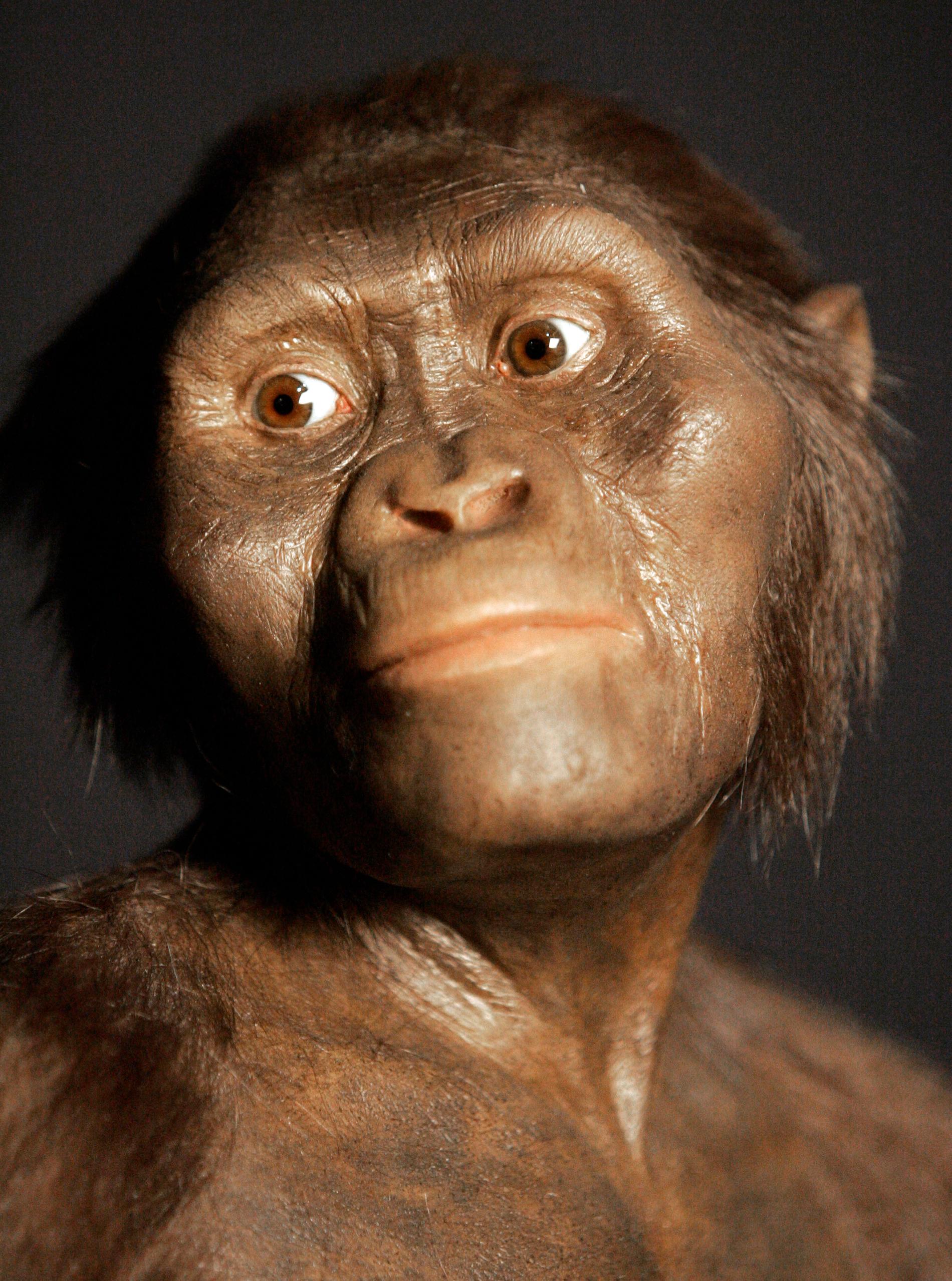 En tredimensionell  modell som visas hur ”förmänniskan” Lucy hade kunnat se ut. Hon hittades i Etiopien 1974. Nu kan en annan människoart ha upptäckts i Tanzania.