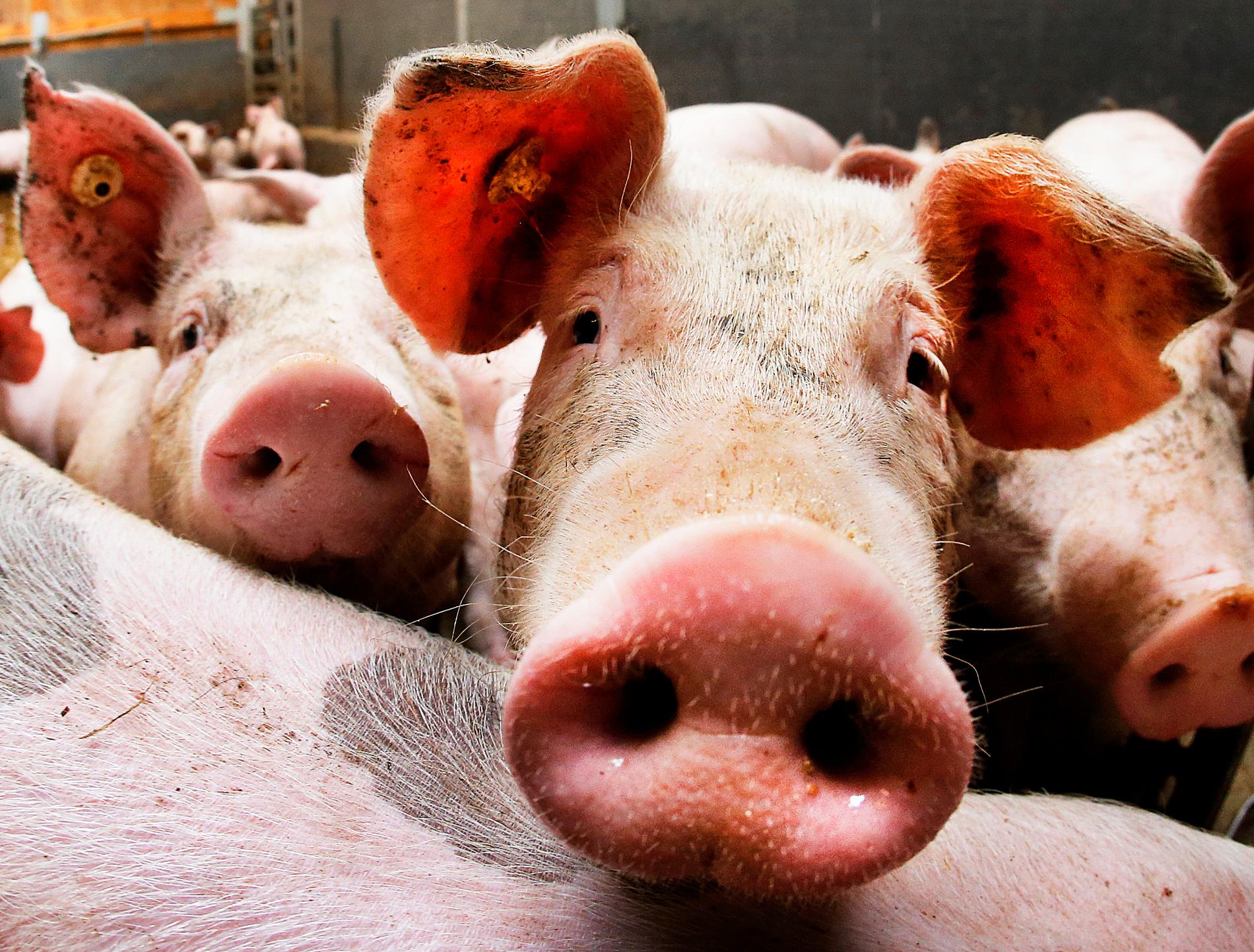 Sydkoreanska grisar tros ha smittats av afrikansk svinpest. Arkivbild.