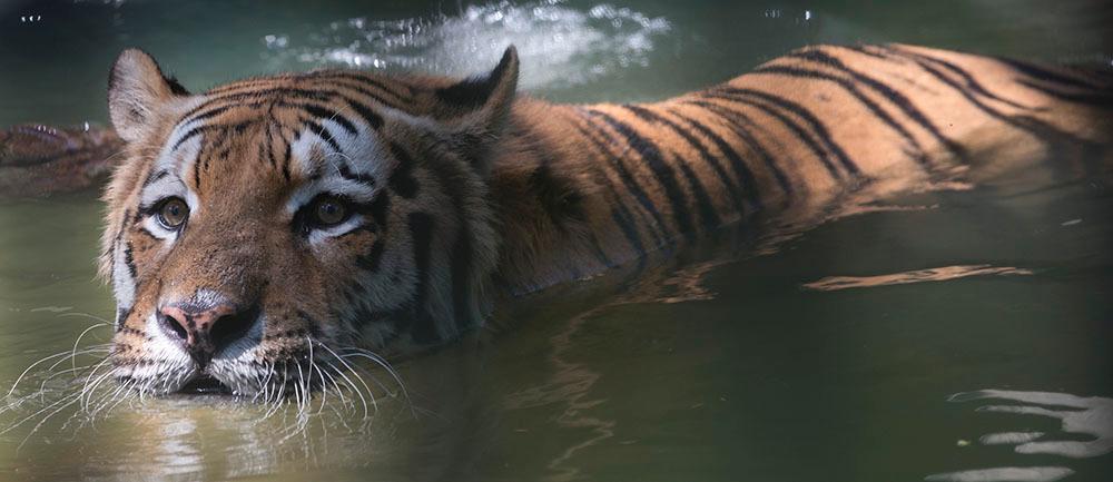 En siberisk tiger. Arkivbild.