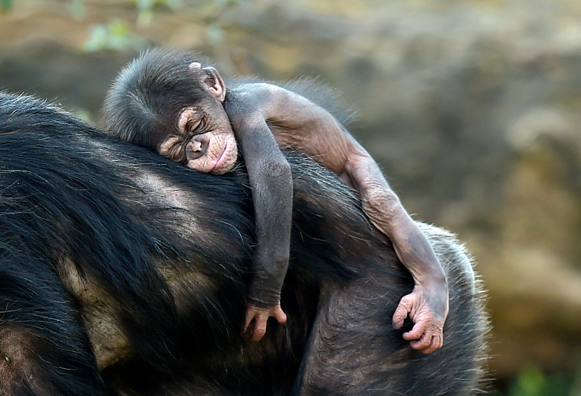 Schimpansungen Dayo sover på sin mammas rygg i en djurpark i tyska Gelsenkirchen