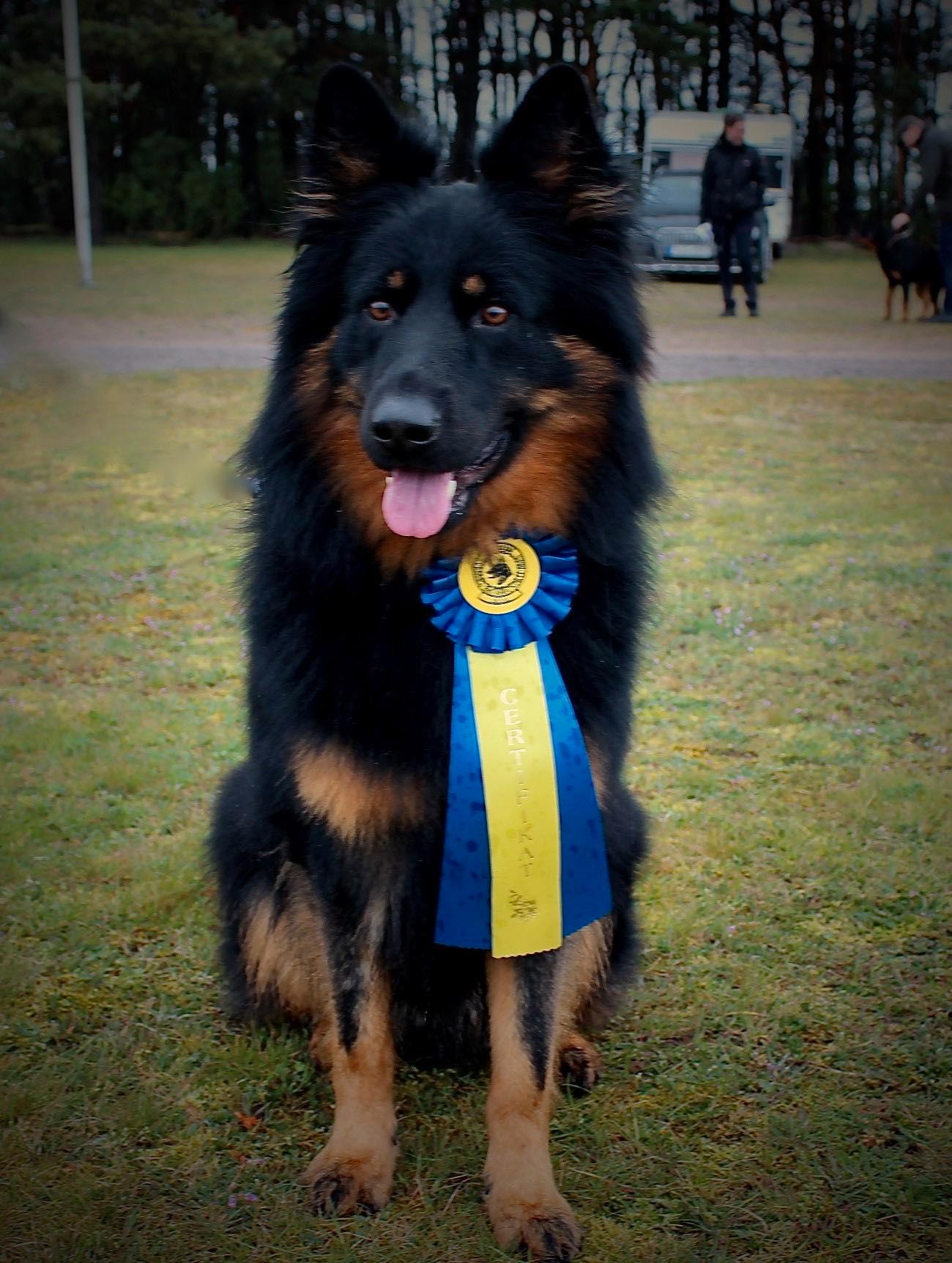  Ztaro är en Chodský pes. Det finns runt 250 hundar av rasen registrerade i Sverige i skrivande stund.