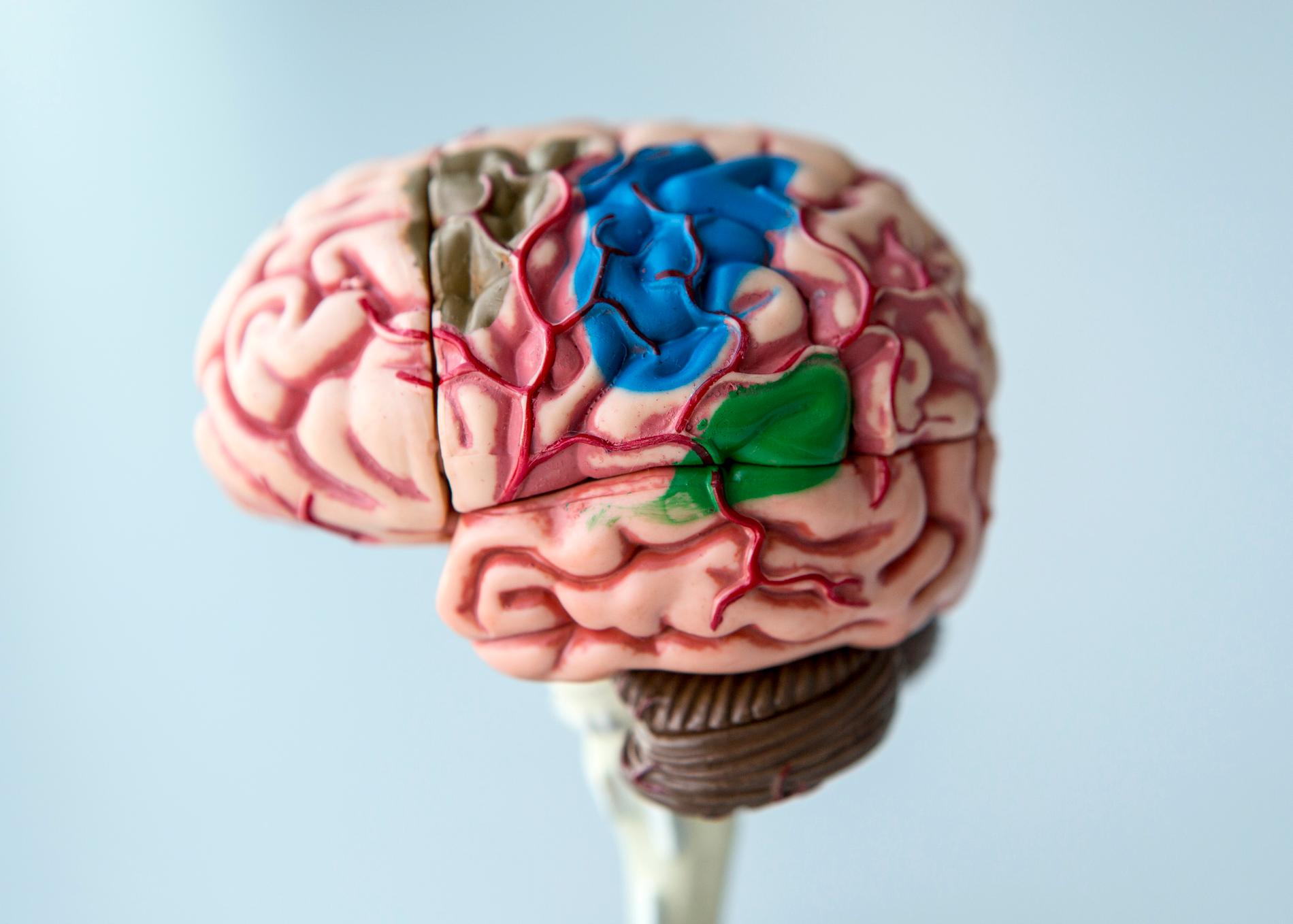 Hjärnans nervceller är helt pålitliga – i sin opålitlighet, visar forskning från Lunds universitet. Arkivbild.