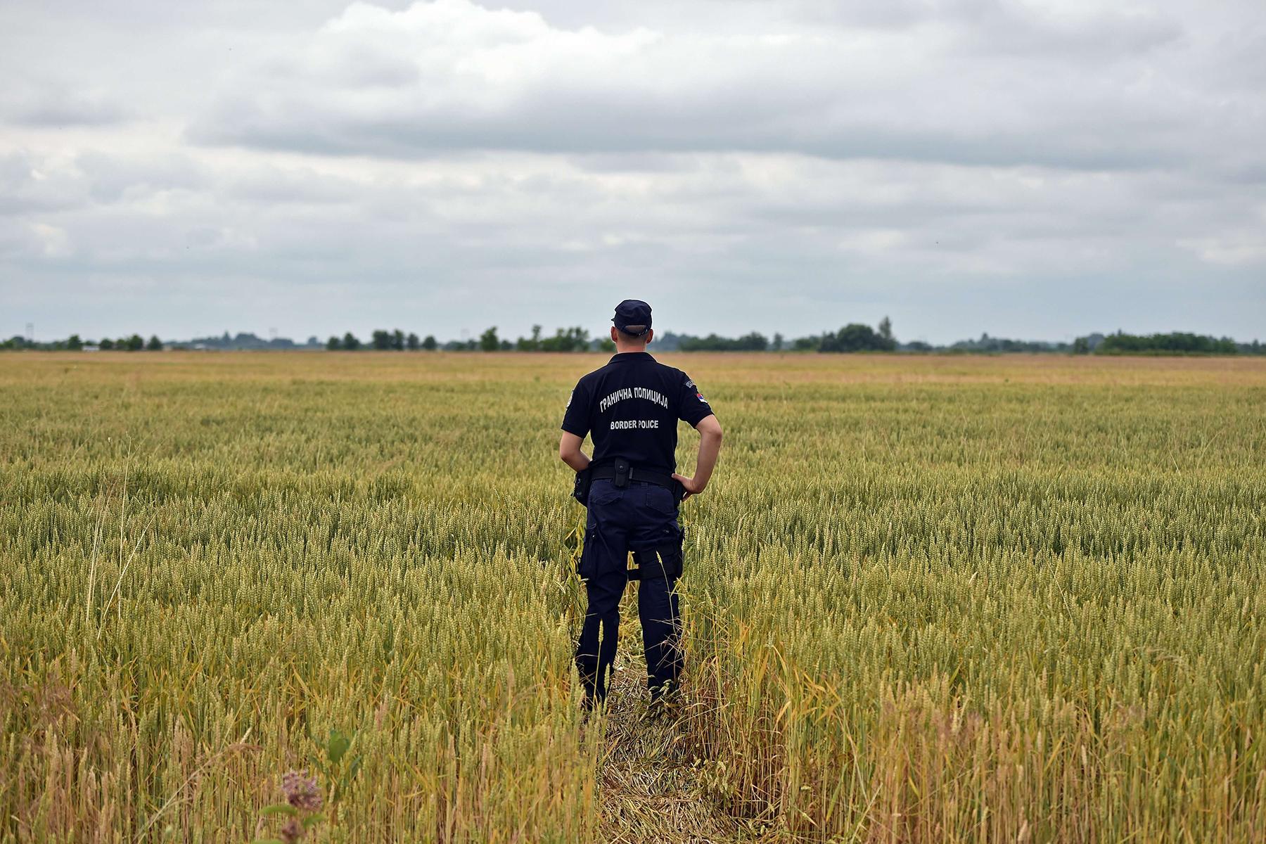 Serbisk gränspolis bevakar ett vetefält vid gränsen där Ungern nu vill bygga ett stängsel.