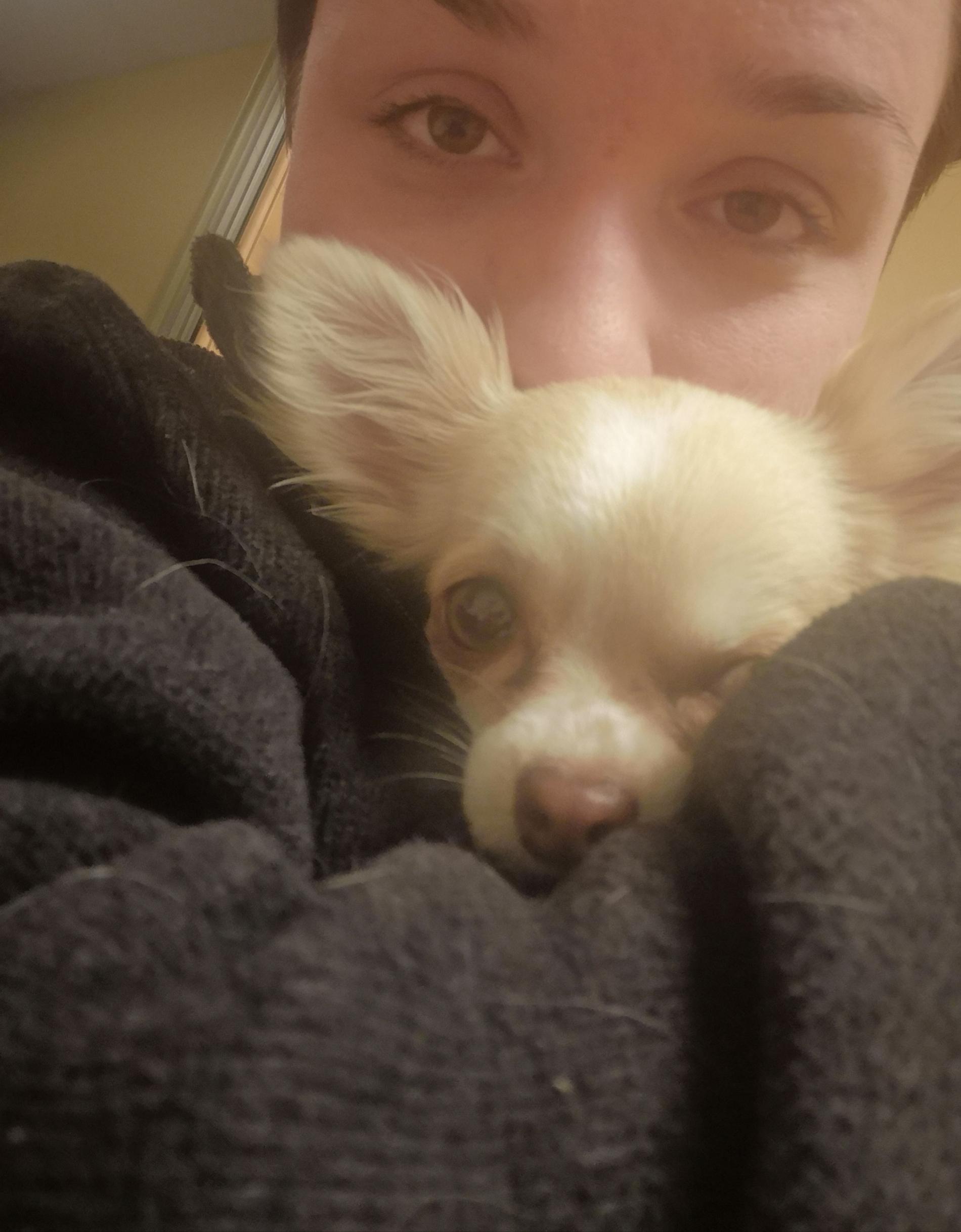 Sofia Asp, 24, lämnade sin chihuahua Ella till veterinären efter att hunden fått i sig sömnmedel.