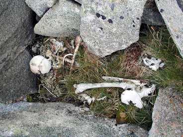 LÅG VID SVENSKA GRÄNSEN På fjället Tjaktja hundra meter från den norska gränsen hittades skelettet som tros härröra från andra världskriget.