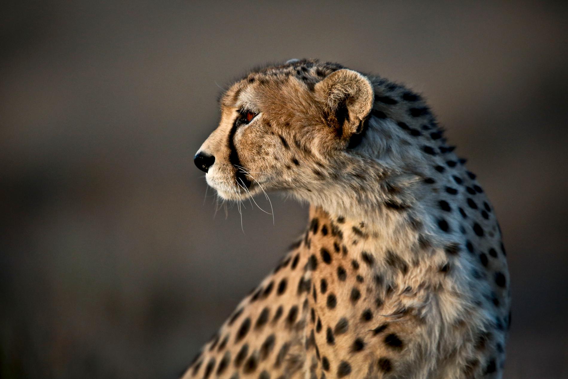 En gepard i Jajarm i nordöstra Iran 2014. Arkivbild.