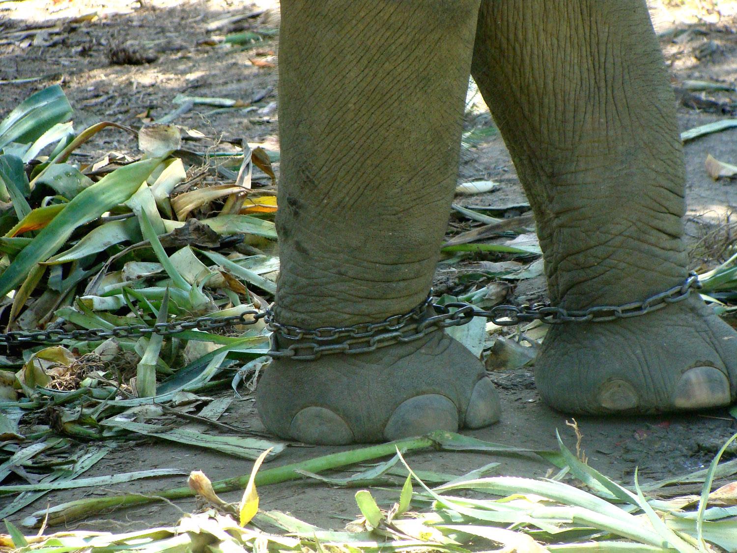 Elefanterna får slita ont för att turister ska rida på dem.