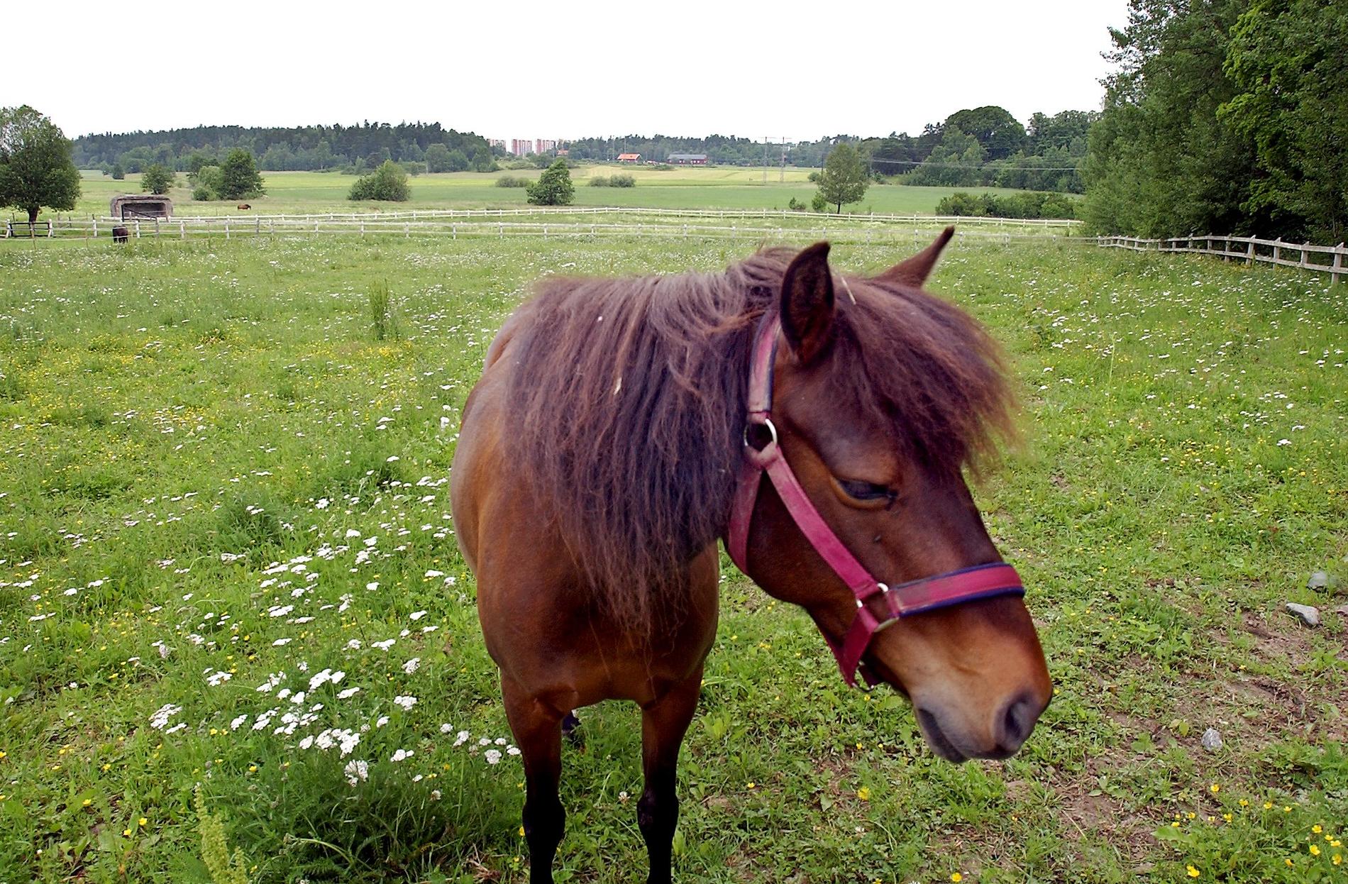 Privatstall med få hästar kan klara sig sämre under foderbrisen. Arkivbild.