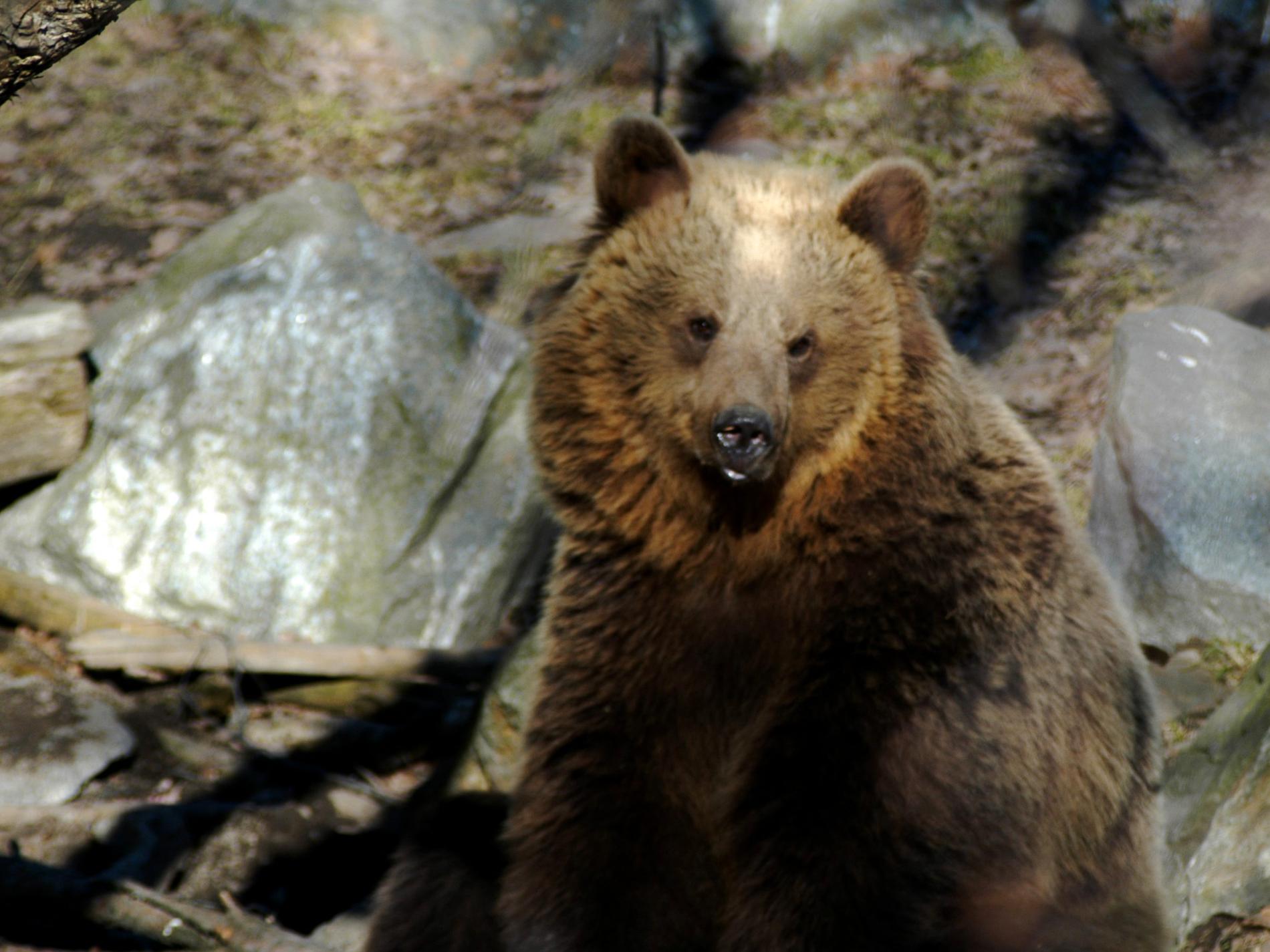 Nu vaknar björnarna: "Är inte aggressiva"