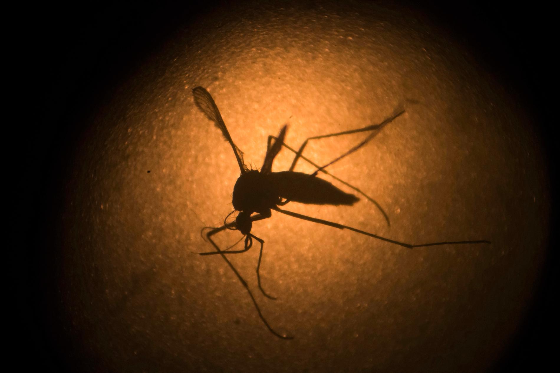 Myggan Aedes aegypti, med det svenska namnet gula febern-mygga, kan sprida viruset. Arkivbild.
