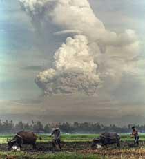 ny himmel Filippinska bönder plöjer marken framför vulkanen Pinatubo efter utbrottet 1991. En del forskare tror att svavelpartiklarna som sköts ut kylde ner jorden under ett år.