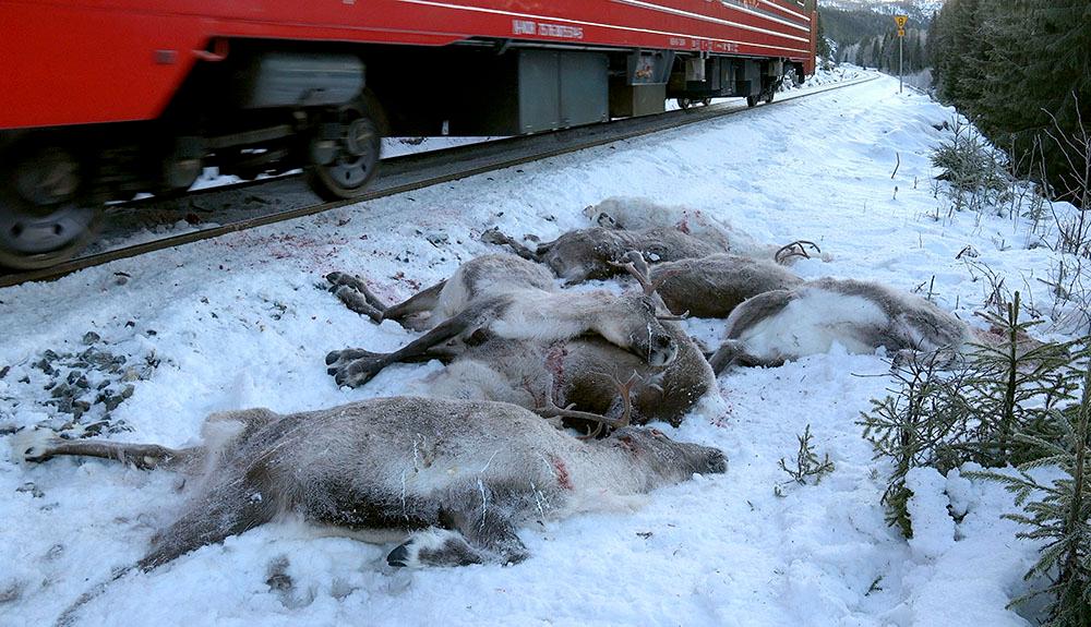 106 renar dog i tågkrock.