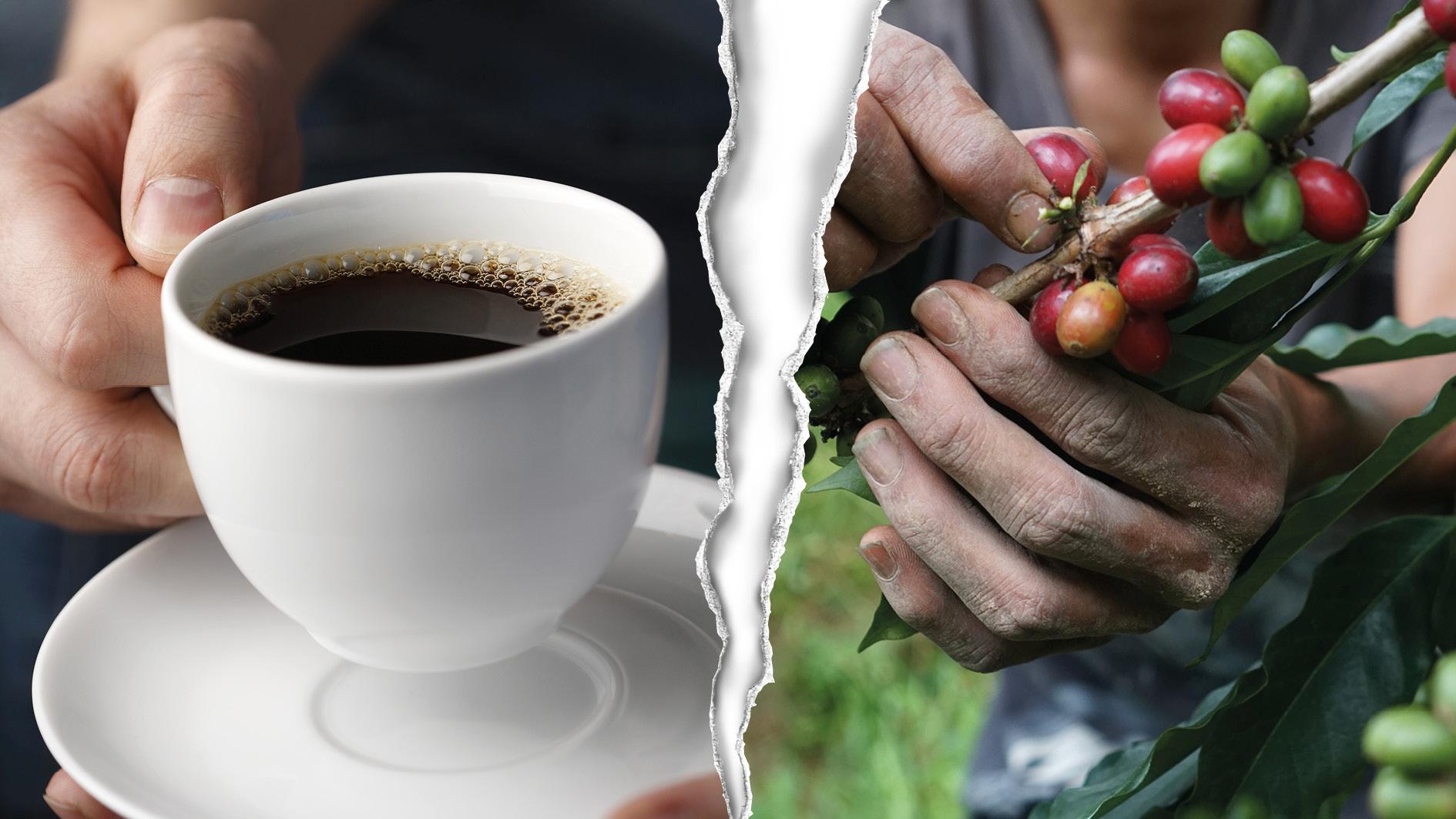 Vill vi fortsätta dricka kaffe måste odlarna ha råd att anpassa jordbruket till ett förändrat klimat – och då måste de få bättre betalt. Vi behöver börja betala vad kaffet faktiskt kostar, skriver 11 organisationer.