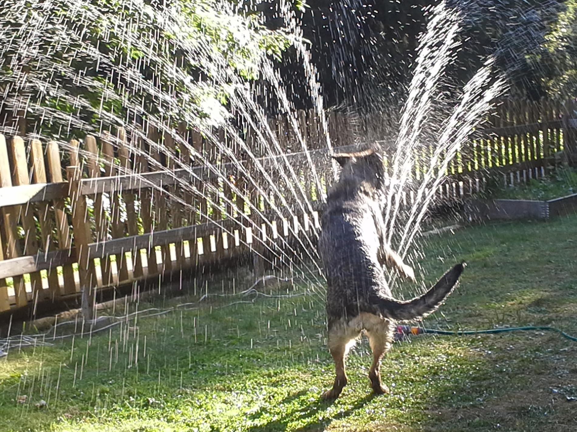 Shäfern Aika älskar sommaren och vattenspridaren.