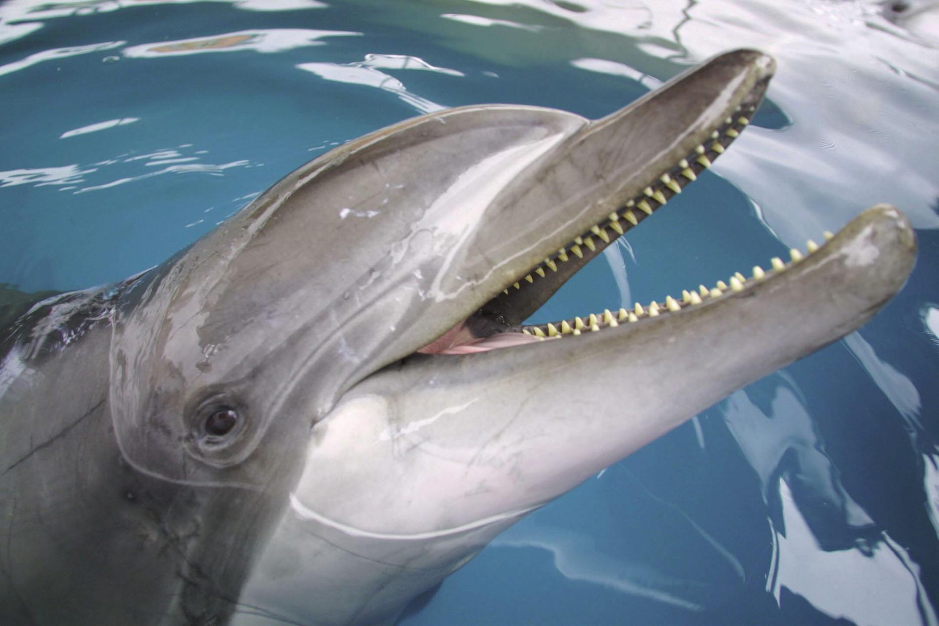 Badande i Storsjön ska få sällskap av delfiner, enligt ett aprilskämt från Östersunds kommun. Arkivbild.