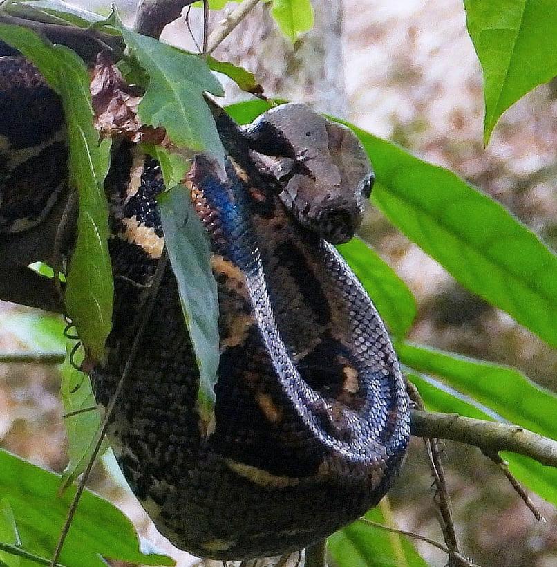 Bilden på boaormen togs under en av parets dagliga promenader i regnskogen.