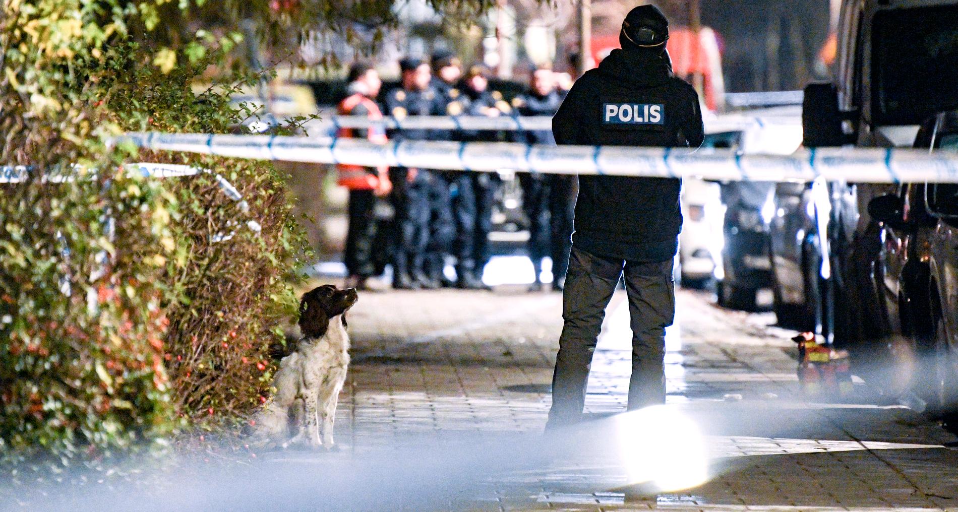 Polis med vapenhund söker på trottoaren innanför avspärrningar efter att en 25-årig man skjutits till döds på Professorsgatan i området Hermodsdal i Malmö på måndagskvällen.
