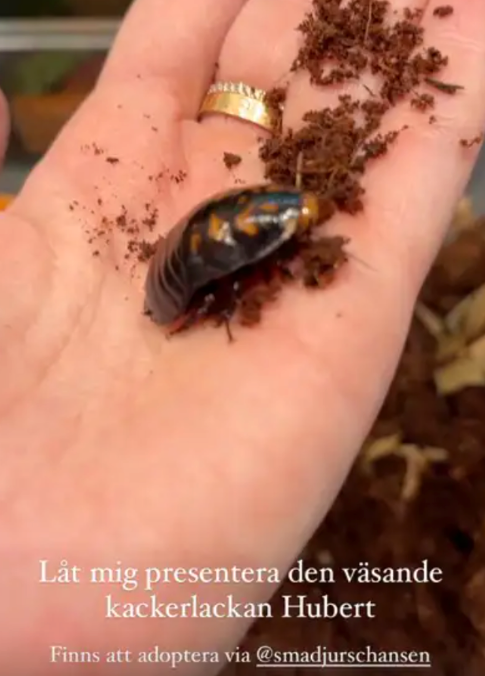 Therése Lindgrens Instagram story om kackerlackan Hubert.
