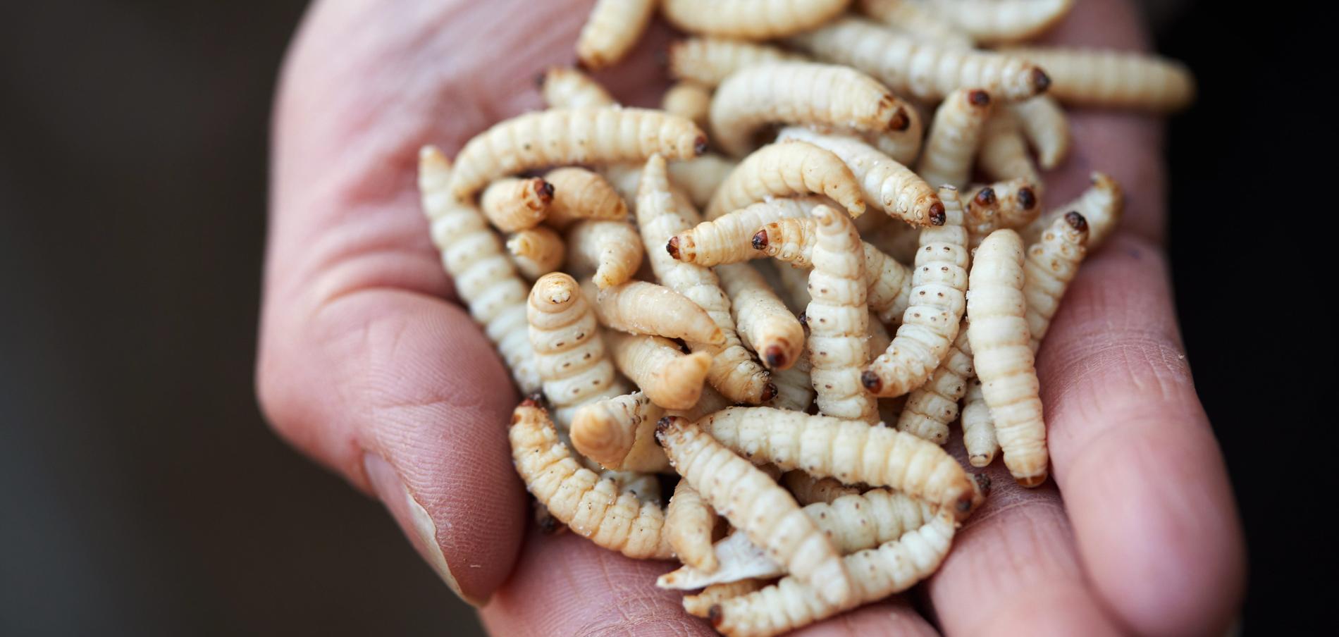Lite smågodis? Redan nästa år kan insekter bli lagligt som ingrediens både på restauranger och i livsmedelsbutiker. Idag är det förbjudet att sälja insekter som mat för människor. 