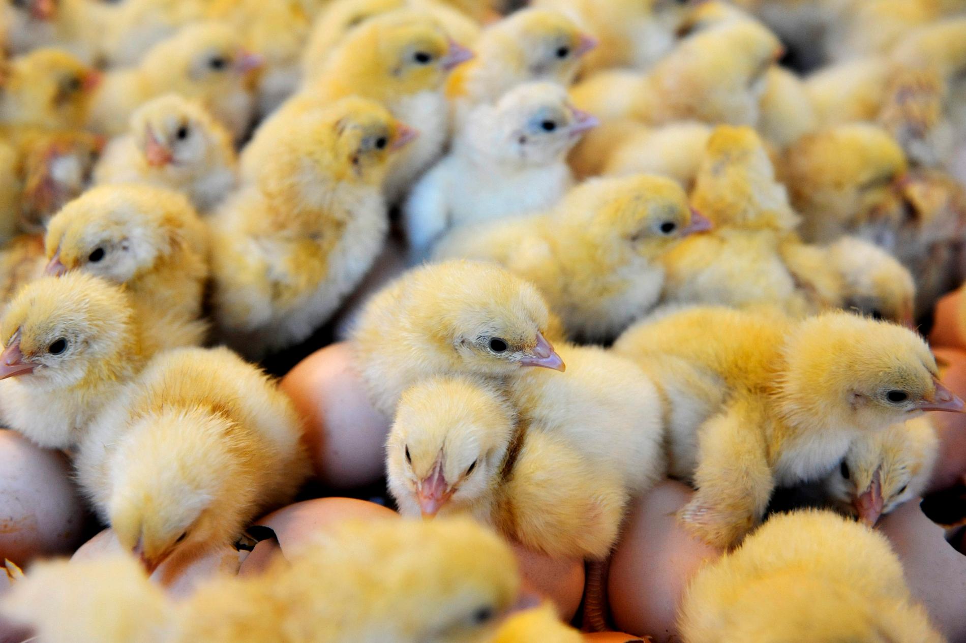 4000 kycklingar kvävdes till döds. 