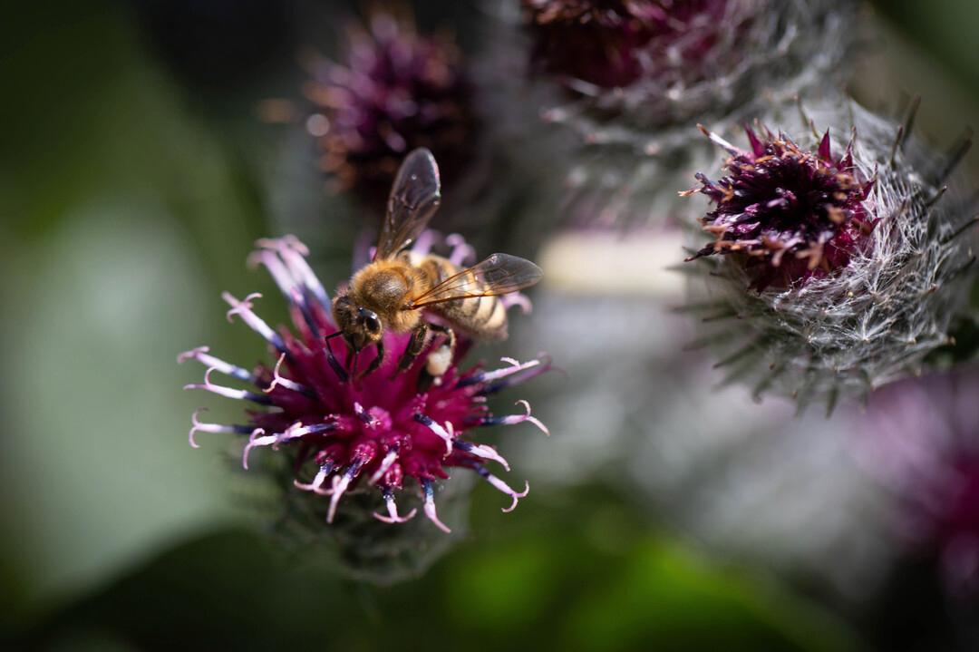 Naturvårdsverket menar att satsningen på nationella pollinerande projekt har gett resultat