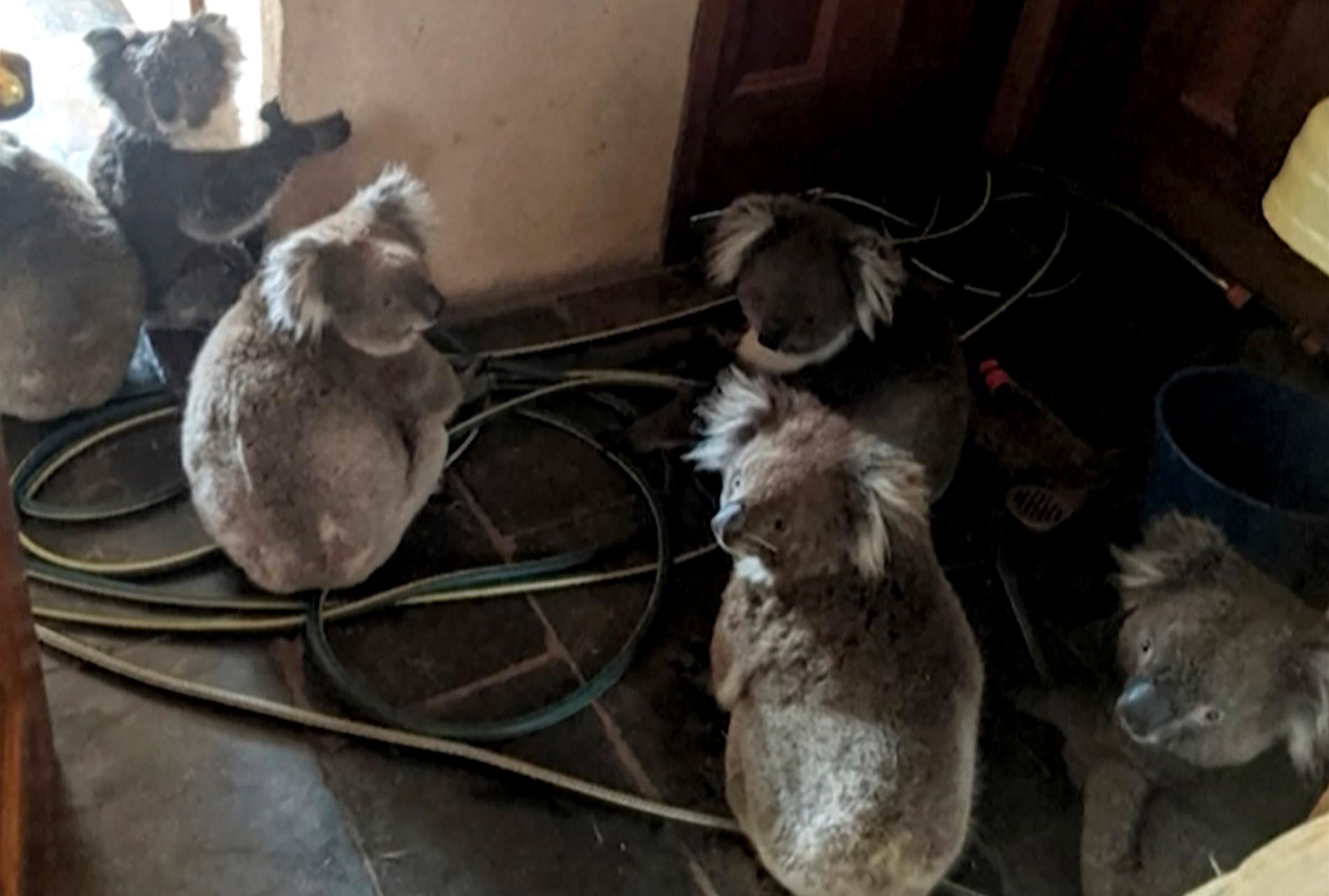 Koalor sitter inne i ett hus i Cudlee Creek i södra Australien sedan de räddats från bränderna. Då koalor är långsamma och ofta befinner sig högt uppe i träden är de mycket utsatta för skogsbränder.
