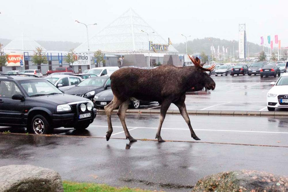 Skogens konung älgade runt på parkeringen till köpcentrumet Freeport i Kungsbacka.