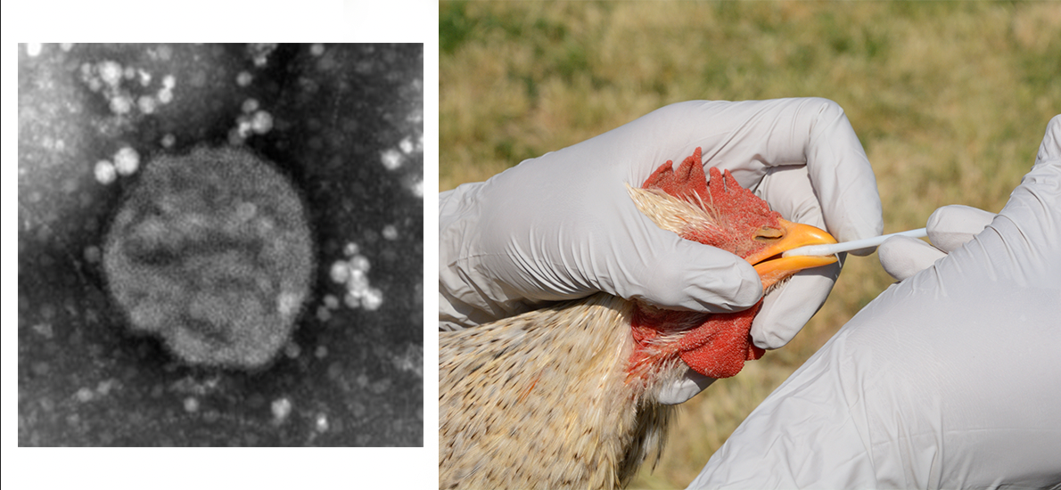 Bilden till vänster visar ett H5N2-virus från ett hönsägg. Till höger testars en tupp för H1N1-influensavirus. Arkivbild. 
