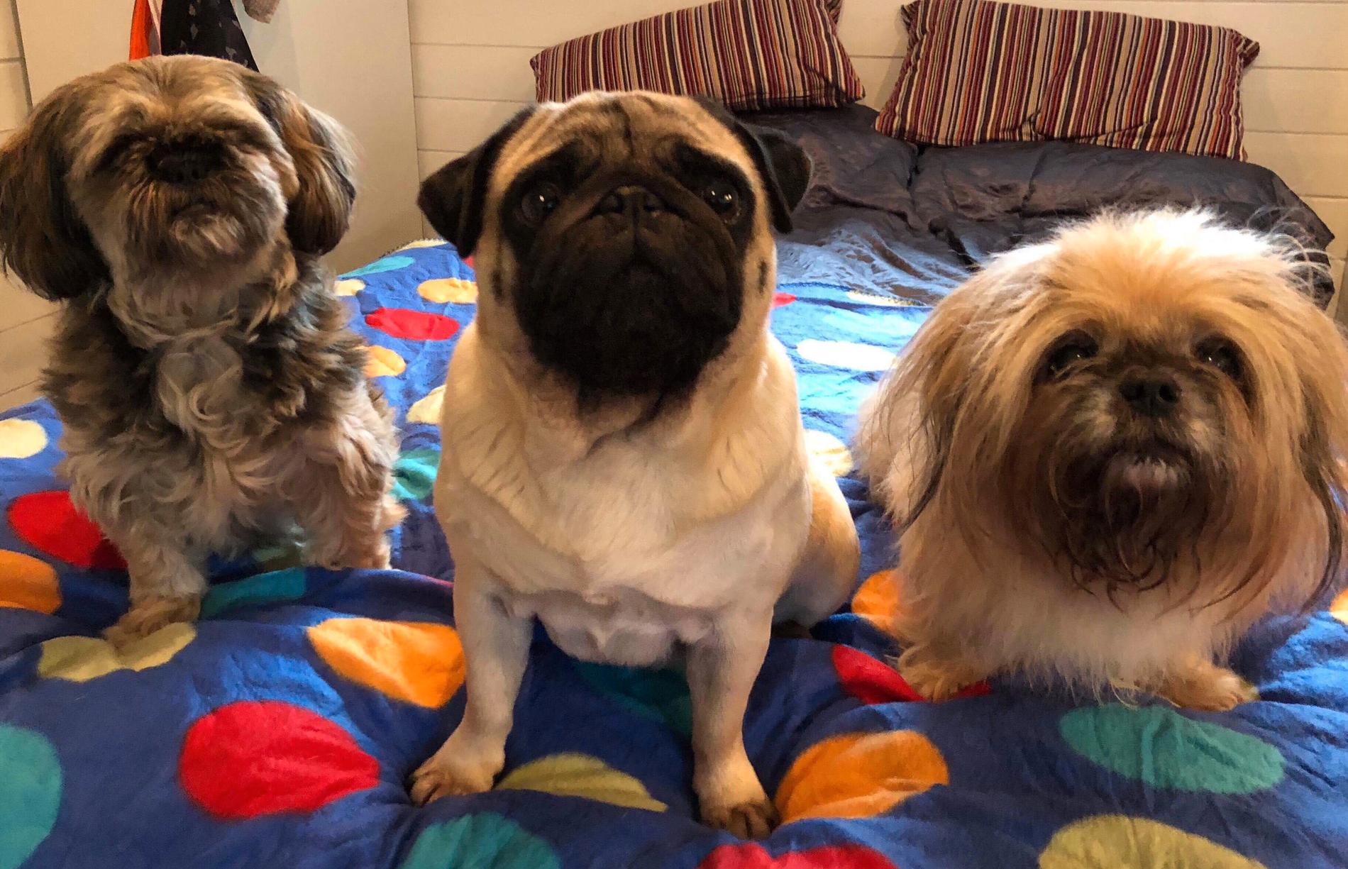 Lady, Wilma och Gosan är familjen Danielsons tre hundar. 