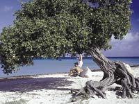 Divi-diviträdet är Arubas nationalsymbol.