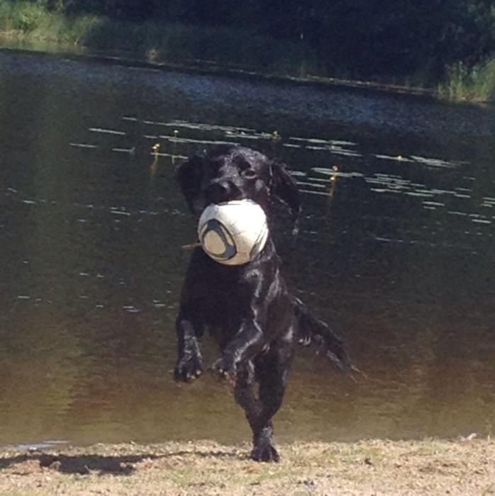 Lycklig hund som både får bada och leka med boll!