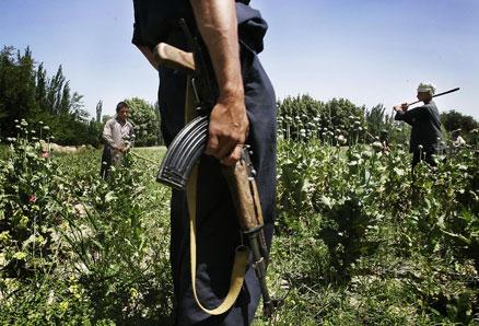 Bönderna slår ned opiumplantorna. Allt övervakas av poliser med automatkarbiner och en tv-kamera.