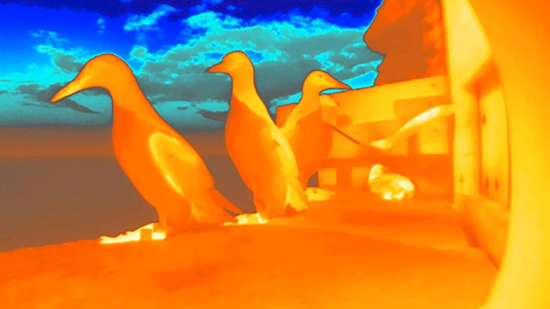 Forskare använder värmekamera för att studera sillgrisslorna. Vid några tillfällen uppmättes över 47 grader i direkt solljus. Då lämnade många av de vuxna fåglarna sina ägg och ungar ensamma på klippan, något de annars bara gör vid stora störningar eller födobrist.