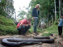 Vilda anakondor finns det gott om i djungeln, men den här som jag och min reskompis Michael kollar in är ät tam och lever i en liten djurpark.