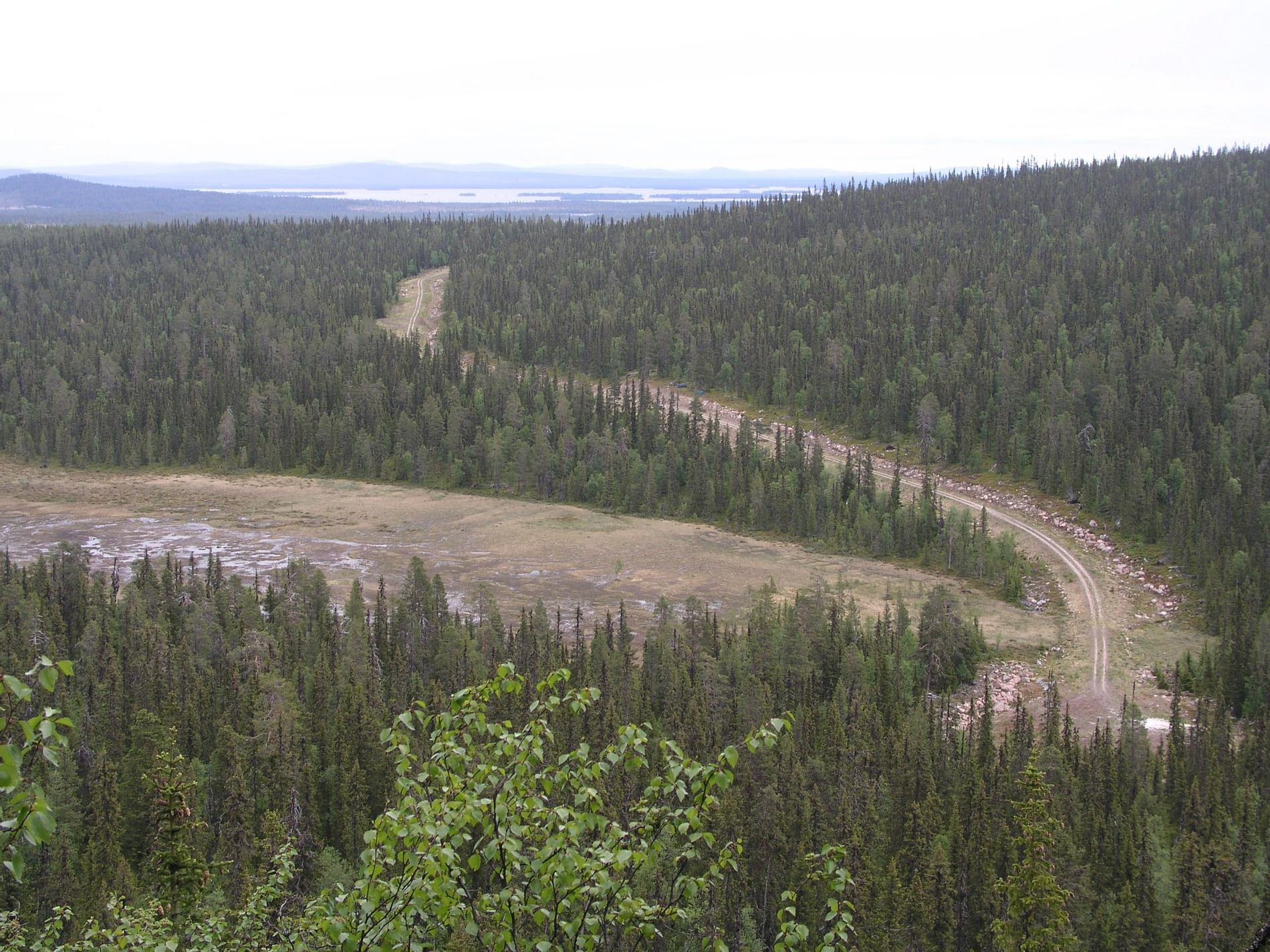 Höga virkespriser gör att det avverkas mer skog än någonsin i Sverige. 