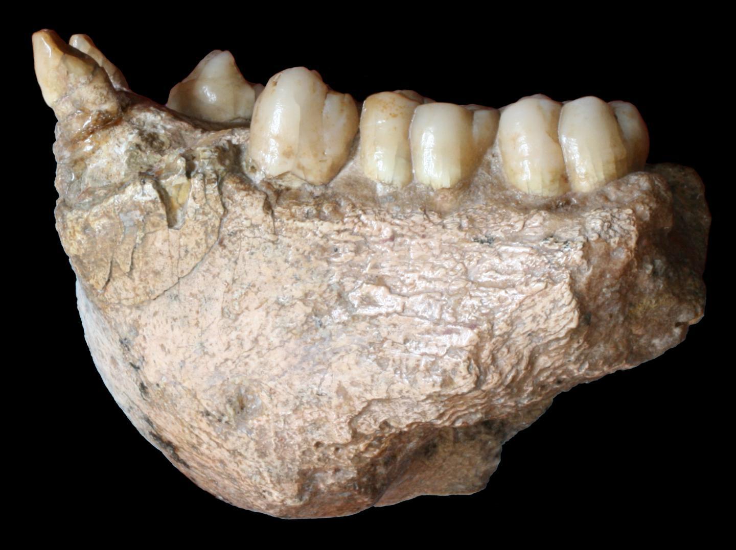 Käkbenet från gigantopithecus blacki.