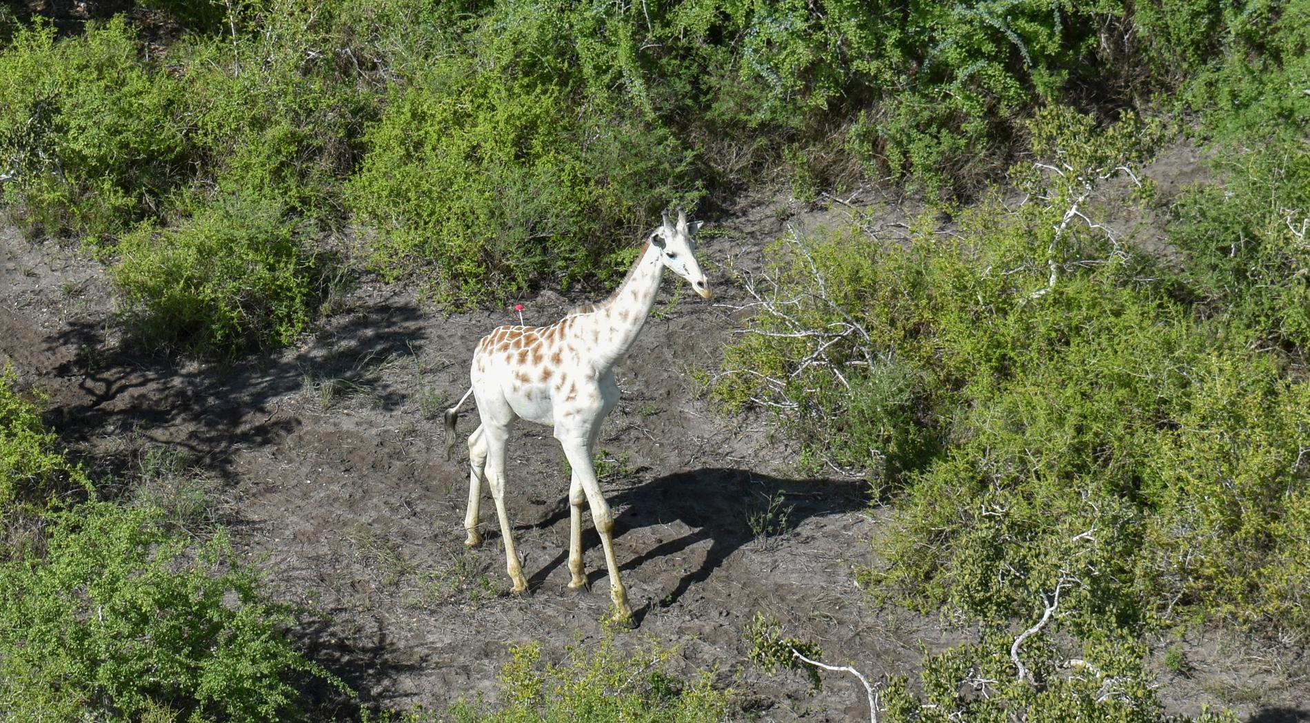 Världens enda kända vita giraff.