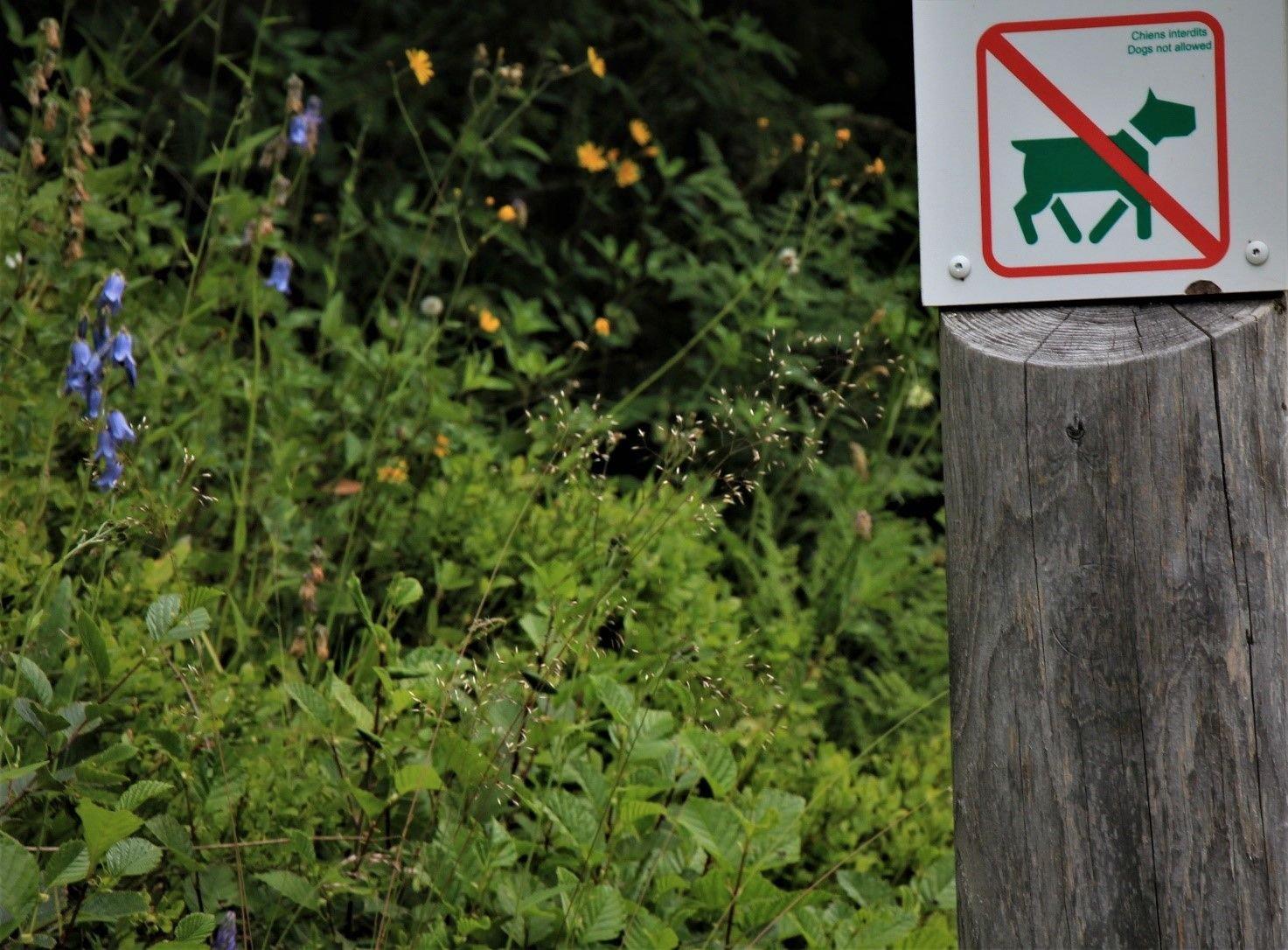 En skylt i ett belgiskt naturreservat. Forskarna framhåller att hundförbud kan vara en tanke i områden med känslig miljö.