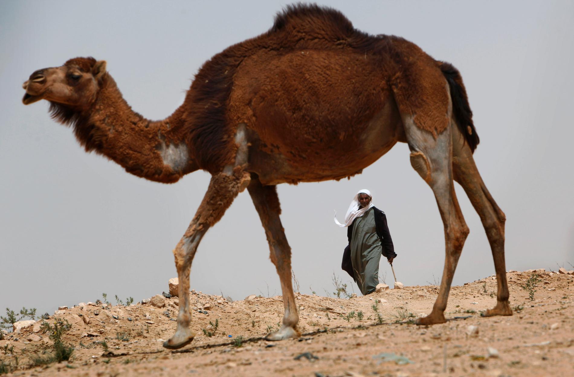 En annan kamel i Libyen. Arkivbild.
