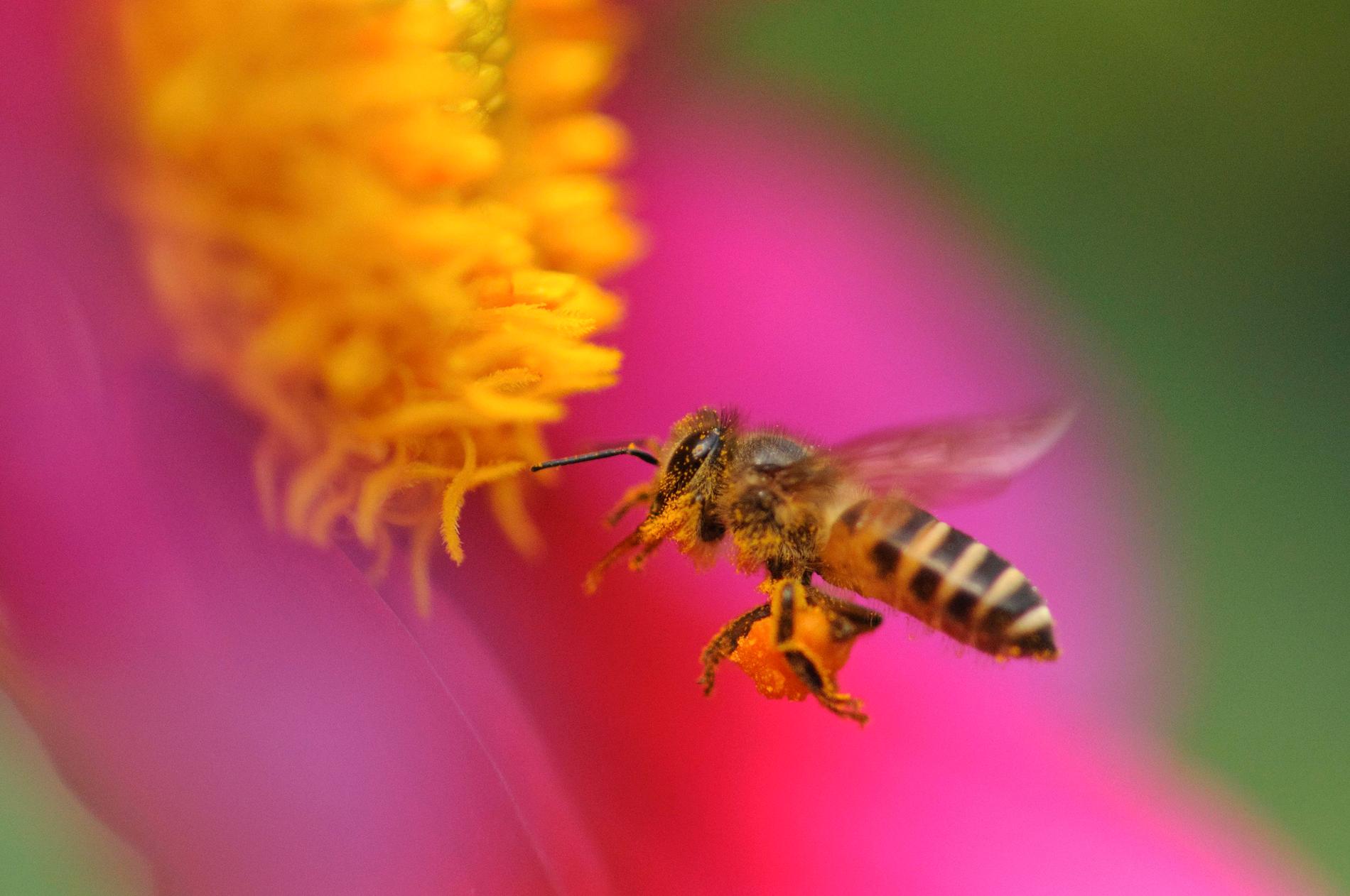 Honungsbi söker efter nektar. Arkivbild.
