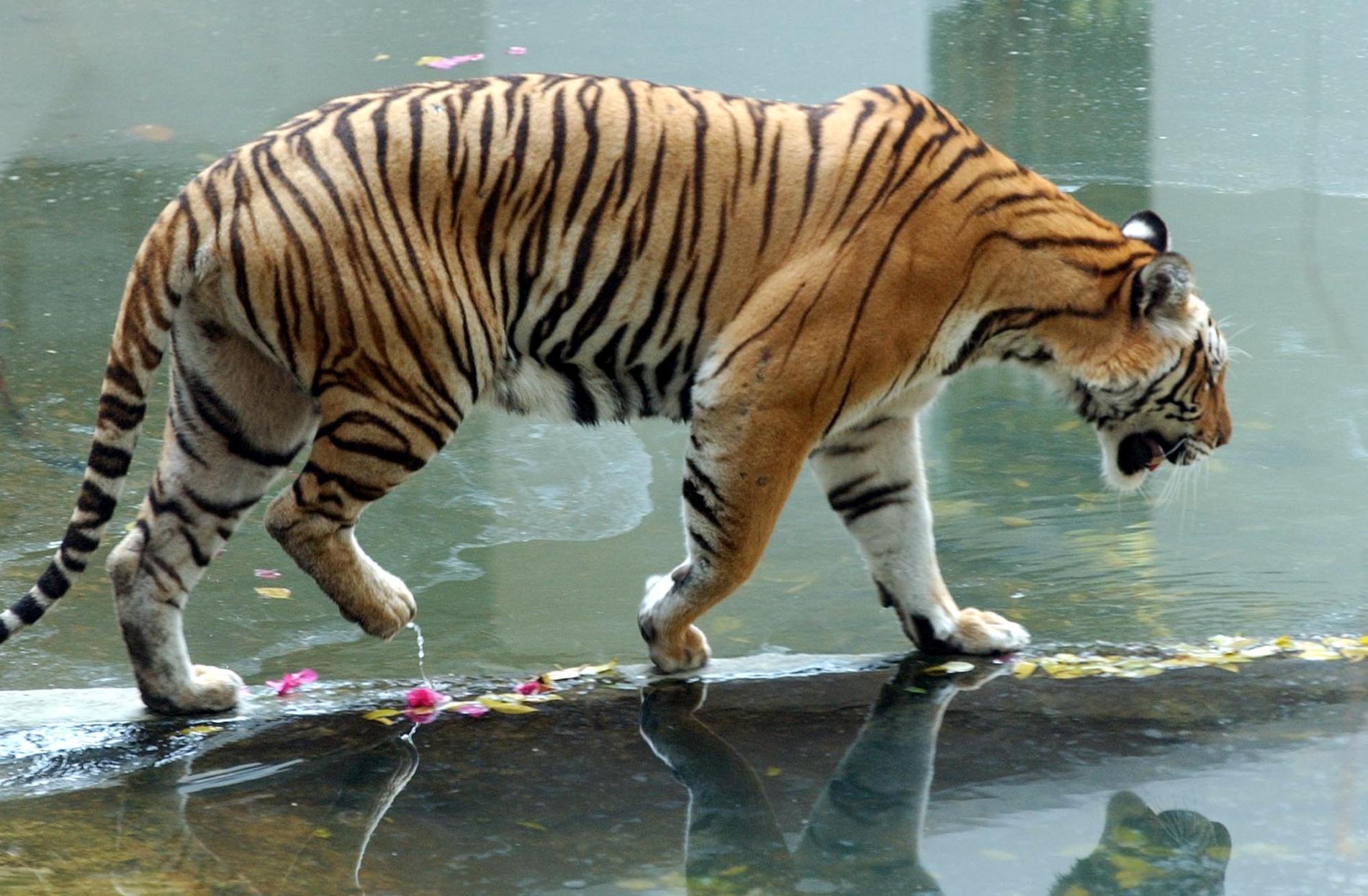 En bengalisk tiger har gått lös i Houston, Texas, den senaste veckan. Det här djuret bor dock på en djurpark i Bangkok, Thailand. Arkivbild.