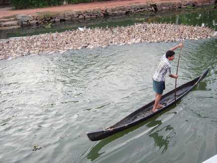 Prova på livet på floden i det säregna kanalsystemet Backwaters.