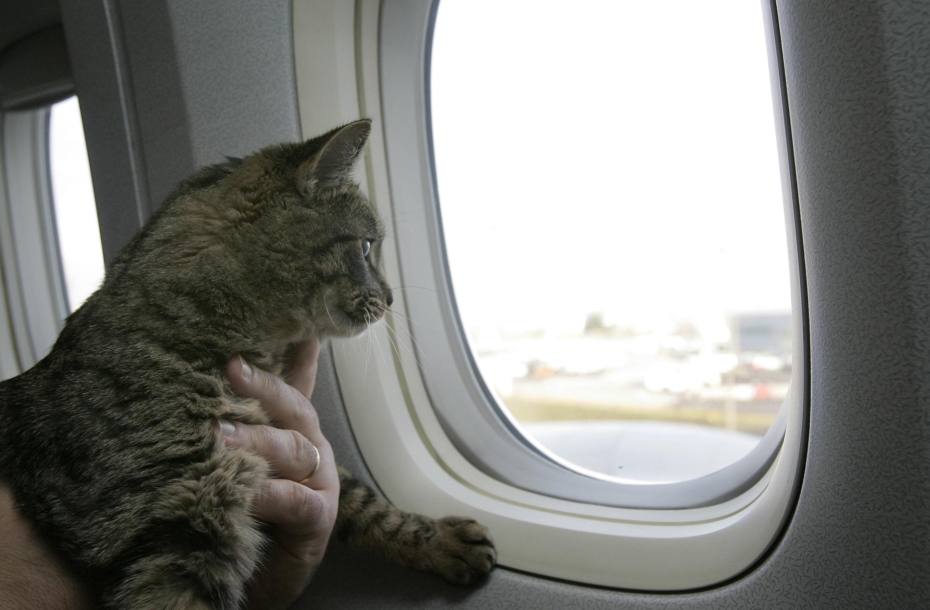 En rysk man straffas av flygbolaget Aeroflot sedan han kuppat in en katt som vägde för mycket. Arkivbild.