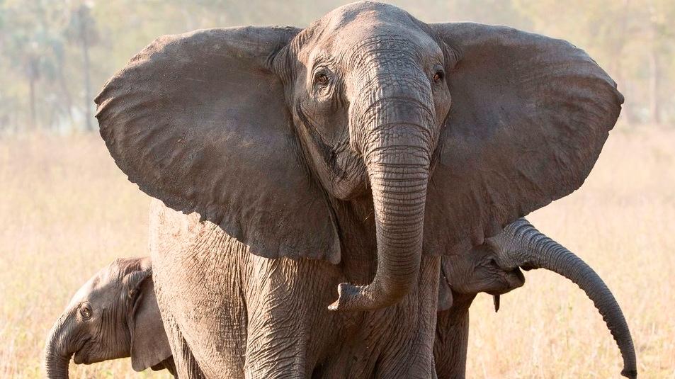 En elefanthona med två kalvar i Gorongosaparken i Moçambique i oktober. Inbördeskriget i landet tog slut för nästan 30 år sedan, men påverkar fortfarande elefantpopulationen.