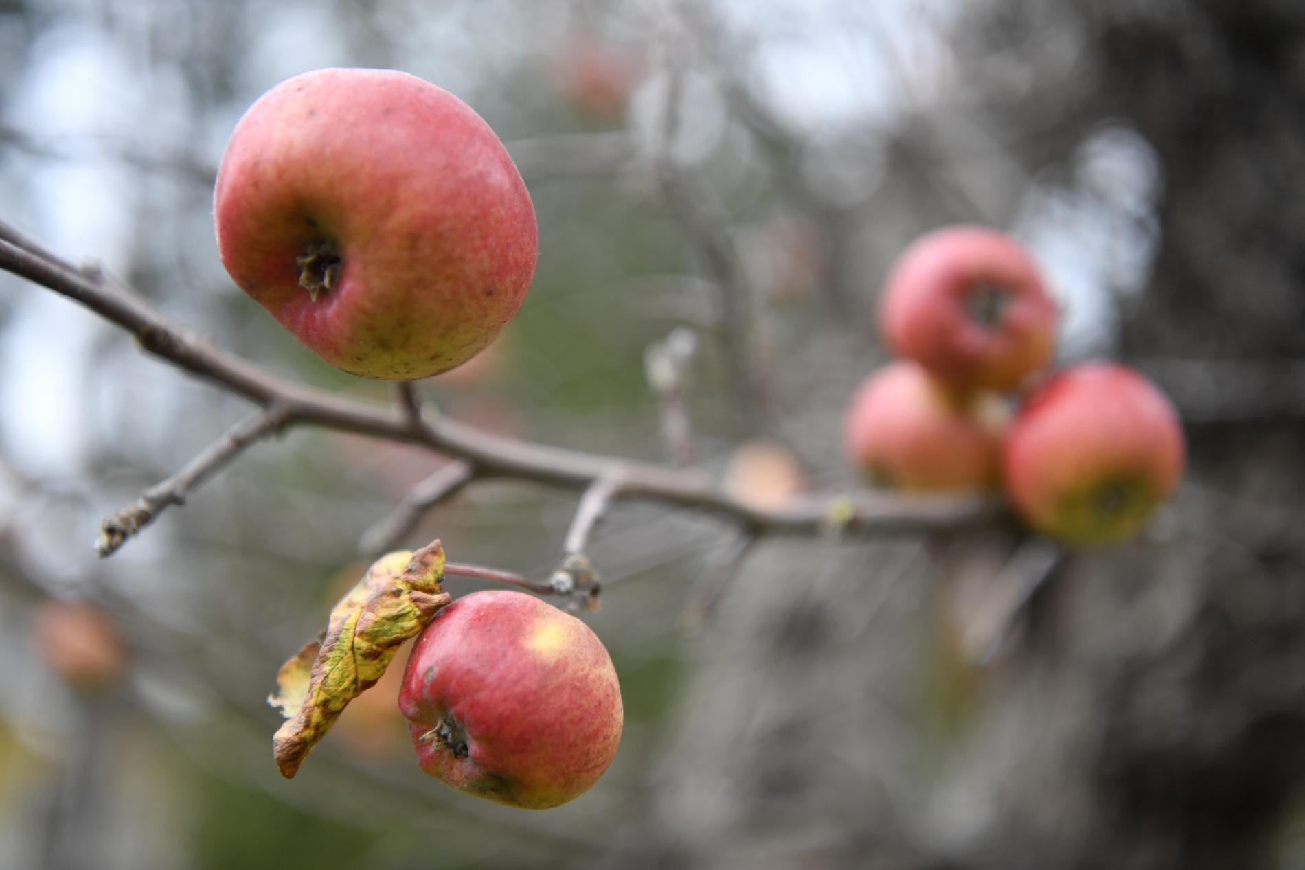 Röda äpplen sitter fortfarande kvar på träden i november.